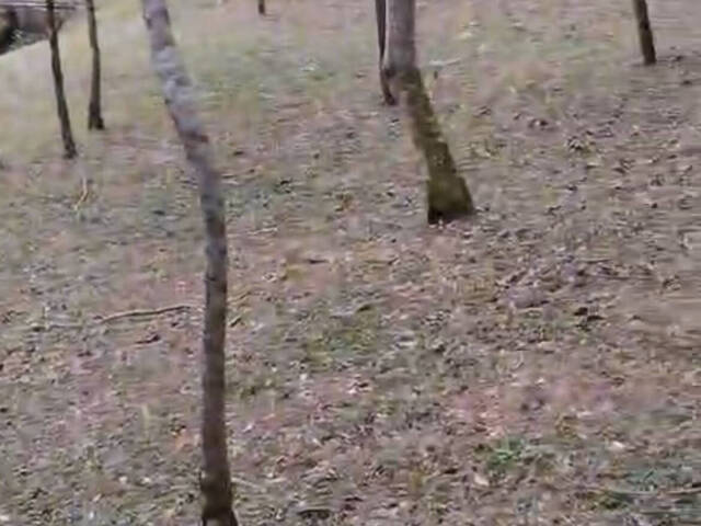 Sítio para Venda em Nazaré Paulista - 5